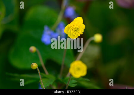 Anemone ranunculoides linda,giallo,double,anemoni,fiori,fiore,fiorito legno,,woodland,all'ombra,ombroso ombreggiate,impianto,RM floral Foto Stock