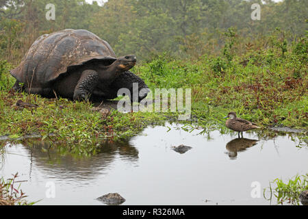 Le galapagos la tartaruga gigante con il Bahama duck Foto Stock