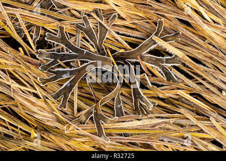 La brina su Rockweed (Fucus distichus) a bassa marea in Haines nel sud-est dell Alaska. Foto Stock