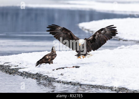 Aquile calve competere per il salmone lungo il fiume Chilkat nel fiume Chilkat aquila calva preservare nel sud-est dell Alaska. Foto Stock