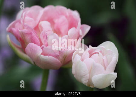 Eleganti tulipani Foto Stock