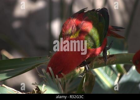 Cango Wildlife Ranch, Sud Africa Foto Stock