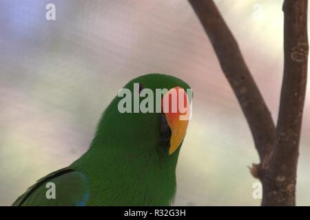 Cango Wildlife Ranch, Sud Africa Foto Stock