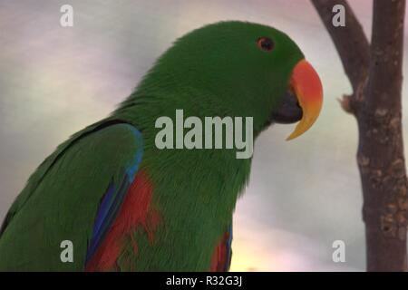 Cango Wildlife Ranch, Sud Africa Foto Stock