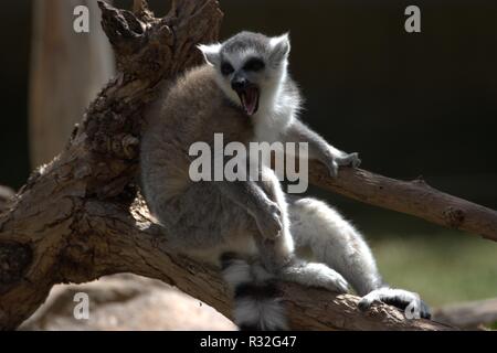 L'anello tailed lemuri Foto Stock