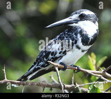 Un maschio pied kingfisher (Ceryle rudis) posatoi su un bordo di diramazione del canale Kazinga tra il lago George e Lago Edward. Queen Elizabeth National P Foto Stock