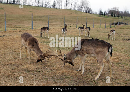 Maggese nella loro lotta per difendere il territorio e le femmine Foto Stock