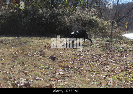 Border Collie in azione Foto Stock