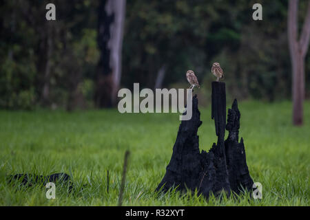 Scavando civetta (Athene cunicularia) da Madre de Dios in Perù. Questi gufi si stanno espandendo la propria gamma di prodotti come la deforestazione crea più aree aperte. Foto Stock