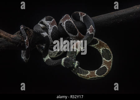 Catesby lumaca della ventosa (Dipsas catesbyi) avvolta su un ramo in giungla peruviana. Foto Stock
