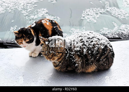 Senzatetto gatti in un inverno nevoso giorno Foto Stock