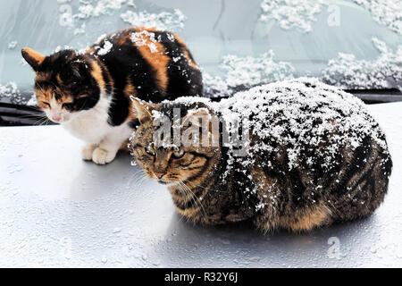 Senzatetto gatti in un inverno nevoso giorno Foto Stock