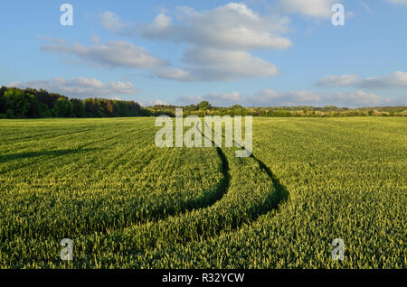 Wheat field and tractor's trace at dusk time Foto Stock