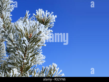 Rami di abete cosparso leggermente con il bianco brina nel gennaio Foto Stock