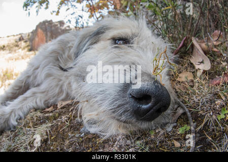 Un cane cercando di battere il calore per appoggio in ombra in alto nelle montagne delle Ande al di fuori della città di Cusco. Foto Stock