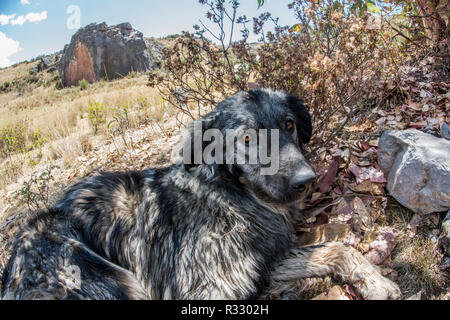 Un cane cercando di battere il calore per appoggio in ombra in alto nelle montagne delle Ande al di fuori della città di Cusco. Foto Stock