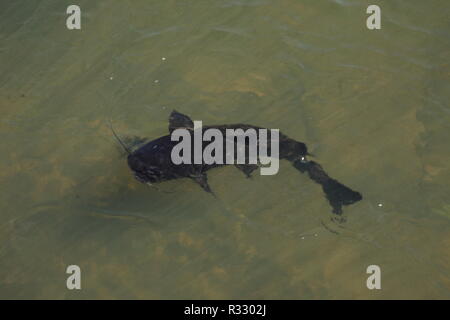 Catfish nel fiume Foto Stock