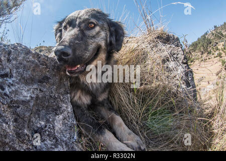 Un cane cercando di battere il calore per appoggio in ombra in alto nelle montagne delle Ande al di fuori della città di Cusco. Foto Stock