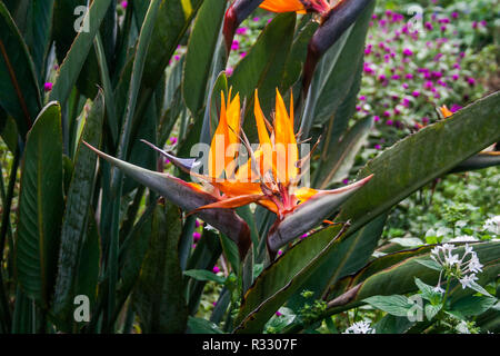 Gli uccelli del paradiso in Hawaii Valle di Waimea Foto Stock
