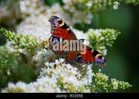 Farfalla pavone sui fiori lilla Foto Stock