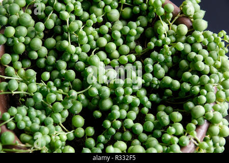 Filo di Perle, Senecio Rowleyanus Rosario Vine, pianta del tallone Foto Stock