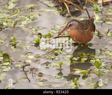 Virginia Treno (Rallus limicola), Yolo County in California Foto Stock