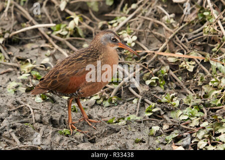 Virginia Treno (Rallus limicola), Yolo County in California Foto Stock