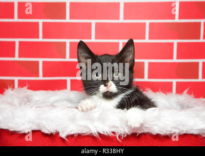 Ritratto di un adorabile tuxedo tabby gattino seduto in un bianco pelliccia cestello rosso, zampa sul lato rivolto direttamente al visualizzatore. Luminoso rosso mattone backgrou Foto Stock