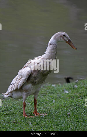 Indian runner duck Foto Stock