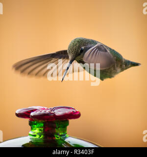 La nostra casa è essenzialmente un colibrì buffet!!! Foto Stock