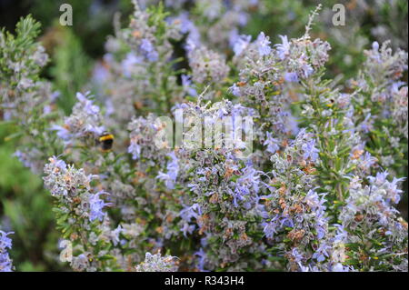 Fioritura di rosmarino - Spagna Foto Stock