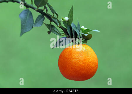 Citrus Ã- aurantium chinotto Foto Stock