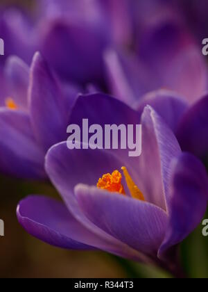 Crochi viola vicini gli uni agli altri Foto Stock