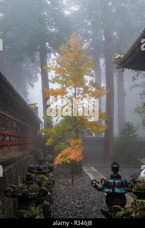 Un delicato e bellissimo albero in yellow leaf girando in la foschia e la nebbia a Toshogu in Nikko, Giappone. Foto Stock