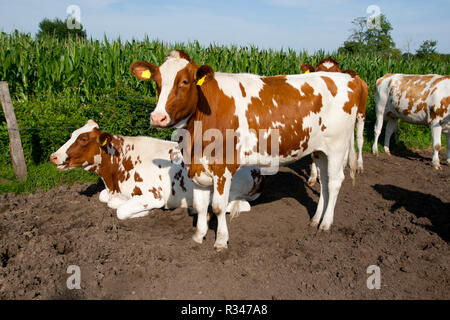 Kuehe marrone bianco Foto Stock