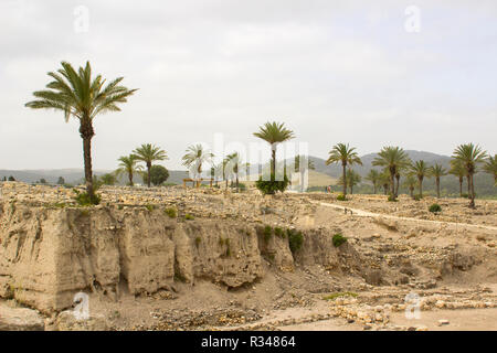 Palme crescente negli scavi della antica città di Meggido nel nord di Israele. Questo posto è altrimenti noto come Armegeddon la futura scena Foto Stock