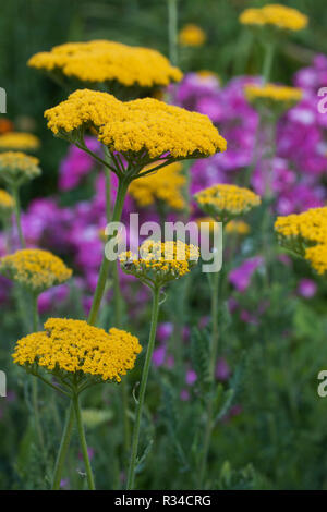 Achillea gialla Foto Stock