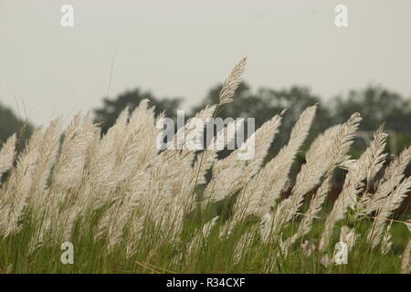 Bella hairy white erba colorata con dei fiori a stelo verde kaasi denominato ondeggianti nel vento con alberi sfocata e sky in background Foto Stock