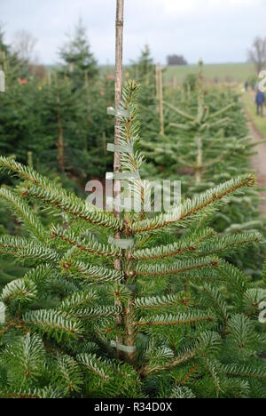 Vivaio Nordmann abete Nordmann abete albero di Natale Natale nordmanniana di conifere Foto Stock