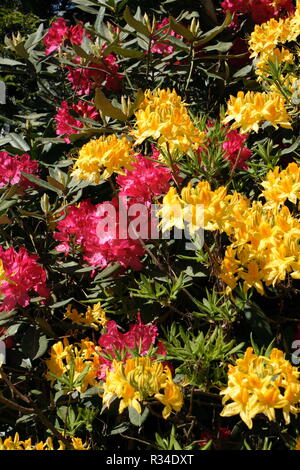 Rododendro Foto Stock