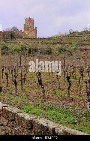 La viticoltura al di sotto del Chateau de kayserberg Foto Stock