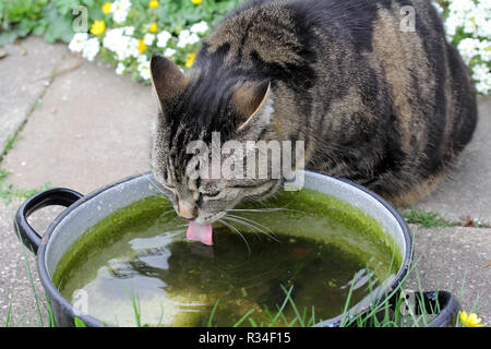 Gatti come acqua piovana Foto Stock