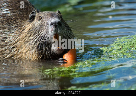 Nutria Foto Stock