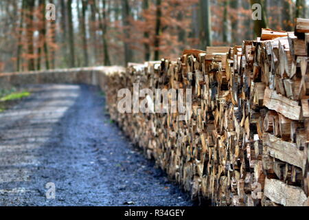 La registrazione nella foresta autunnale Foto Stock