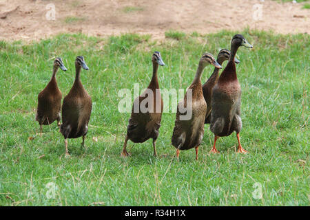 Guide indiane sono una razza di Anas platyrhynchos domesticus, l'anatra domestica Foto Stock