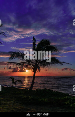 Silhouette di un piccolo albero di palma durante un bel tramonto lungo la spiaggia di Kauai, Hawaii, STATI UNITI D'AMERICA Foto Stock