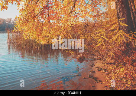 Paesaggio autunnale. La struttura ad albero piegate rami con foglie di giallo sopra il fiume Foto Stock