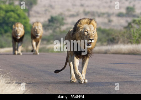 Leoni africani (Panthera leo), tre maschi adulti a camminare su una strada asfaltata, il Parco Nazionale Kruger, Sud Africa e Africa Foto Stock