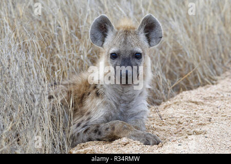 Avvistato iena o ridere iena (Crocuta crocuta), cub, giacente sul bordo di una strada sterrata, Kruger National Park, Sud Africa e Africa Foto Stock