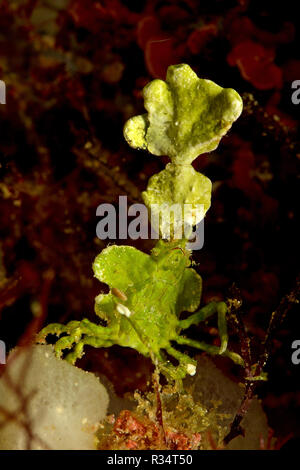 Halimeda-Spinnenkrabbe (Huenia heraldica), Walindi, Papua Neu Guinea | Halimeda grancevola (Huenia heraldica), Walindi, Papua Nuova Guinea Foto Stock